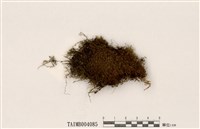 藏品(狗牙苔屬)的圖片